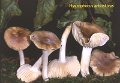 Hygrophorus arbustivus-amf945